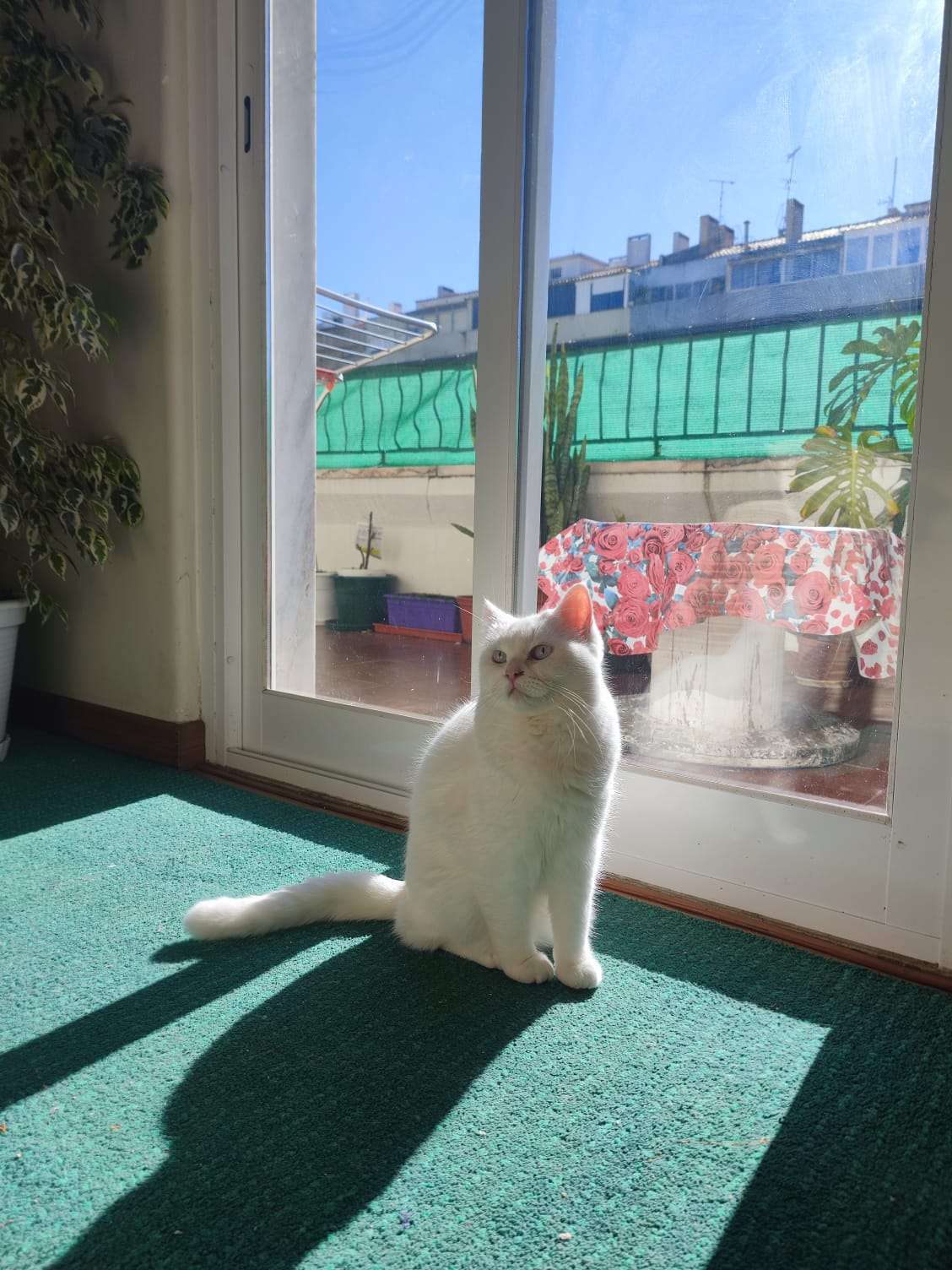 this is a friends kitty cat, named luna! i have slept over and confirmed she is absolutely soft and very pet'able. if you are reading this, this is a placeholder description until said kitty owner writes descriptions for the photos >:3